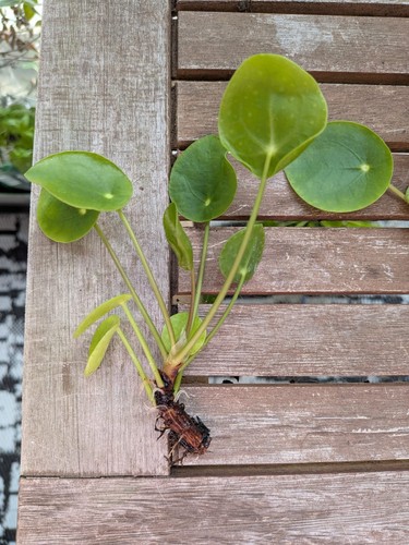 Chinese money plant pilea - plant, (pilea