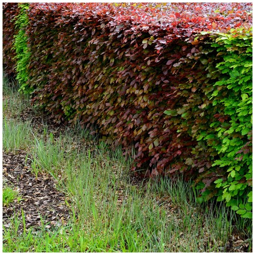Mixed green purple beech - green,