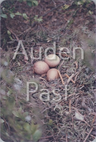 Three wild bird eggs - bird, in