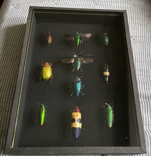Colourful insects in - 10,