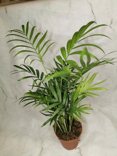 Parlour palm chamaedorea - ,