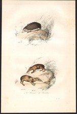 1855 Watercolor Engraving Hedgehog Sokina Tenrec Natural History