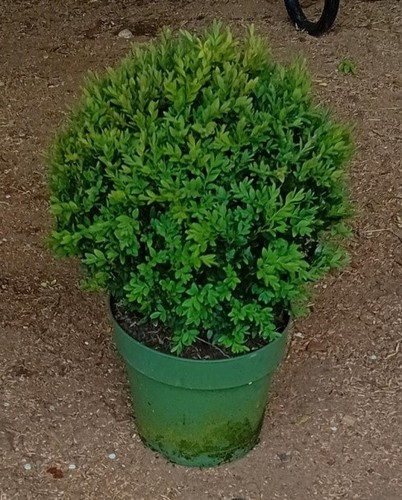 Buxus sempervirens common - sempervirens, (common