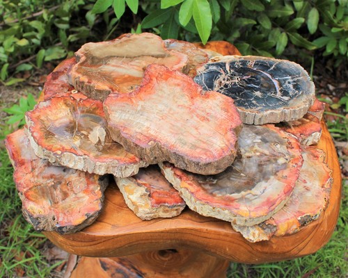 Large petrified wood slabs - wood,