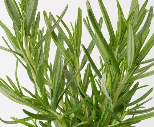 Rosemary bbq plant very - ,