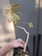  Oak Bonsai Tree 