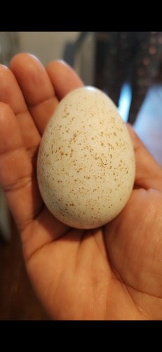 Turkey hatching eggs - hatching, for