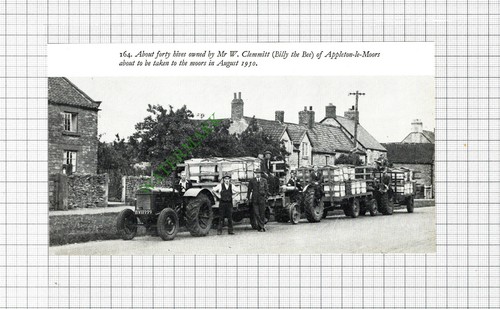 Clemmitt billy the bee - clemmitt,