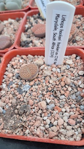Lithops hookeri c340 - hookeri, ex
