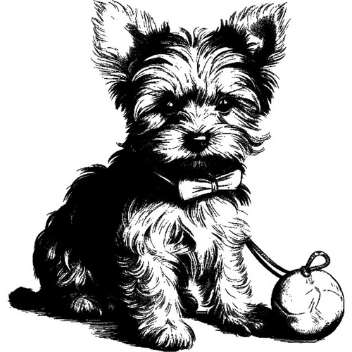 Yorkie puppy with - 'yorkie, toy'