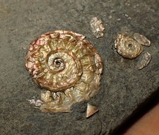 Juvenile iridescent Caloceras