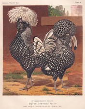 SILVER SPANGLED POLISH