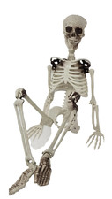 Halloween 3ft Human Skeleton