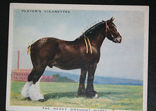 CART HORSE  Heavy Draught Horse  Vintage  1939 Illustrated Card  EE02