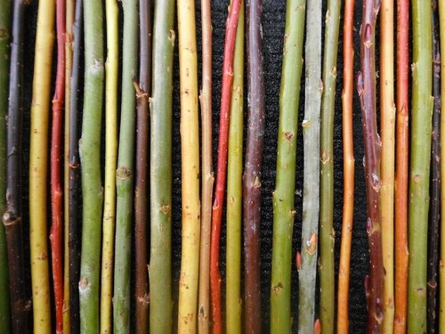 Willow cuttings mixed - 10,