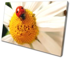 Daisy Ladybird Animal Flower