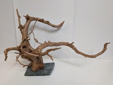 Red Moor Wood Root on Slate