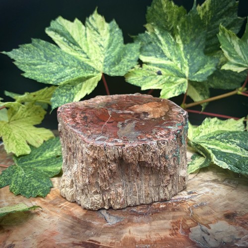 Petrified fossil wood stump - petrified,