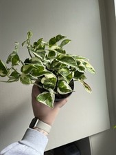 Epipremnum Aureum 'N-Joy' Pothos Houseplant For Propagation 1 Leaf Cutting