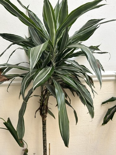 Large healthy dracaena - large,