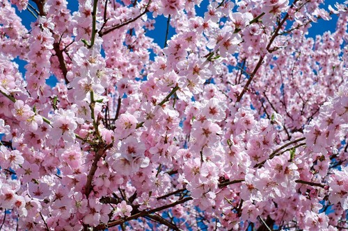 Prunus beni yutaku japanese - prunus,