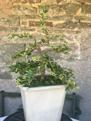Bonsai starter cotoneaster - bonsai,