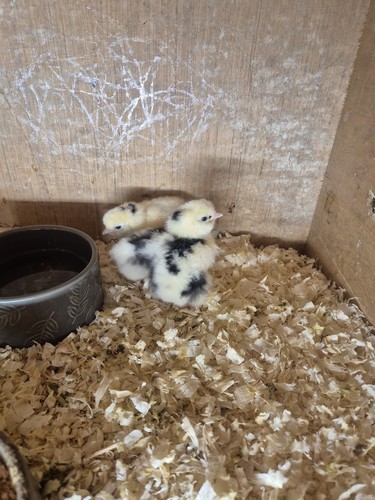 Silkie eggs not live - x6,