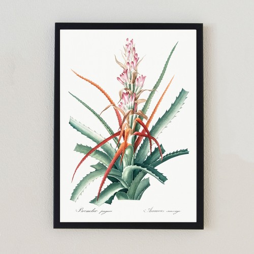 Vintage succulent botanical - vintage,