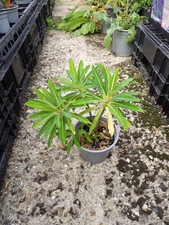 Euphorbia Mellifera