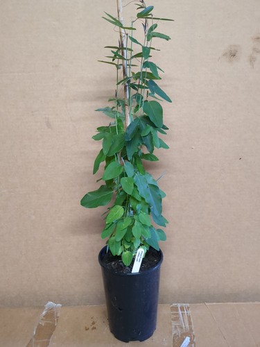 Passion flower passiflora - passion,