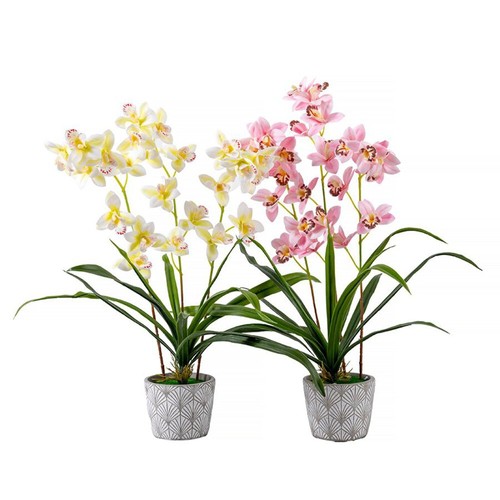 Forever flowerz cymbidium - flowerz,
