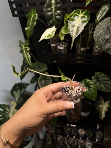 Alocasia polly - alocasia,