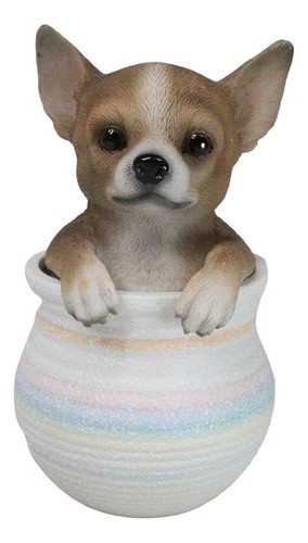 Pet taco chihuahua teacup - taco,