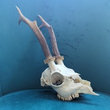 Roe Deer Antlers on Skull