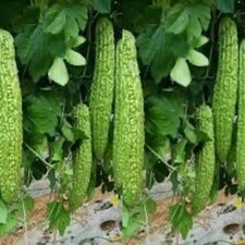 ? Malaysian Peria Besar Bitter Gourd - 4 seeds NON GMO High Yield Variety ?