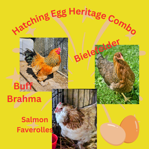 Eggs pure heritage - eggs,