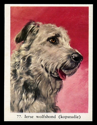 Irish wolfhound dog full speed - irish,