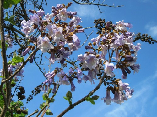 Foxglove tree seeds - foxglove,