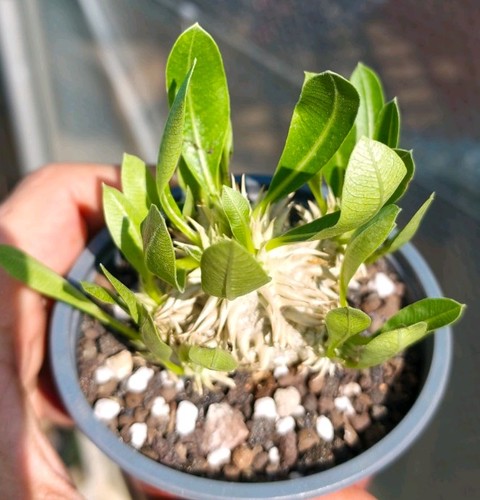 Pachypodium brevicaule - pachypodium,