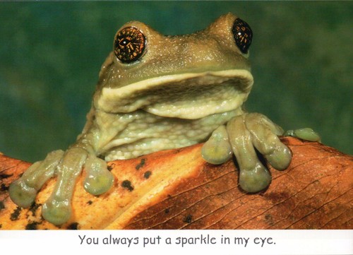 Veined golden eyed treefrog - veined,