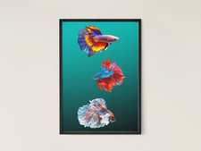 Siamese fighting fish - ,, giclée