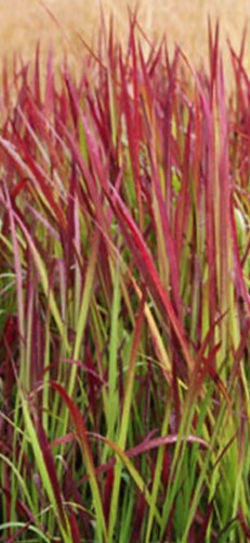 Red baron ornamental grass - red,