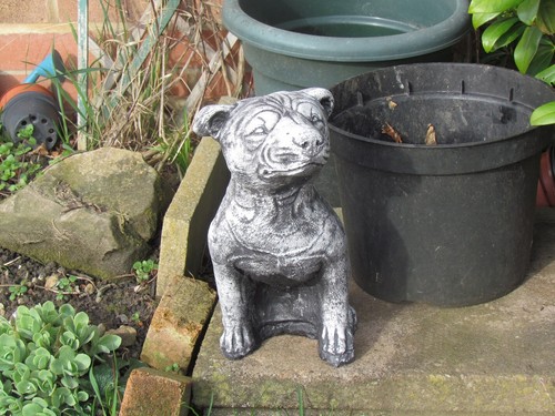 Staffordshire bull terrier - staffordshire,