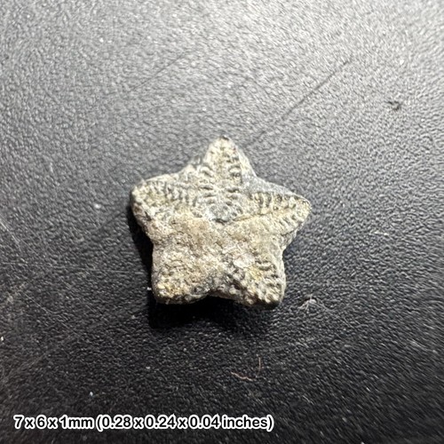 Crinoid star fossil oxford - crinoid, –