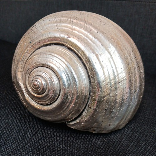 Giant silver dipped - giant, shell