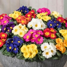 Primrose Primula veris elatior Polyanthus mix 180 seeds +FREE PLANT LABEL