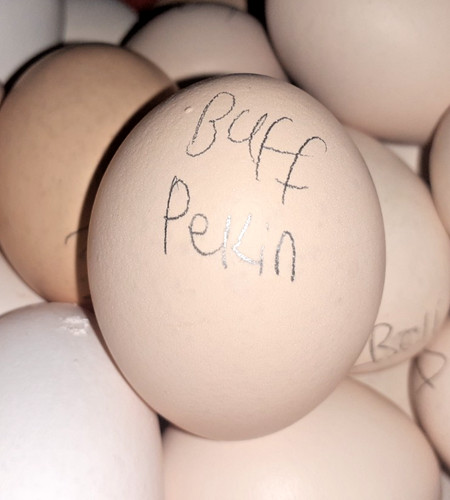 Free range eggs from - eggs, my