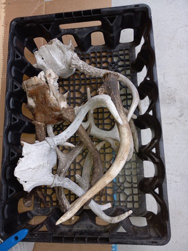 Real deer antlers taxidermy - real,