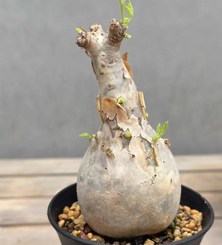 Rare cacti plant - plant, cyphostemma