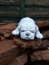 Small laying sharpei - small, pei